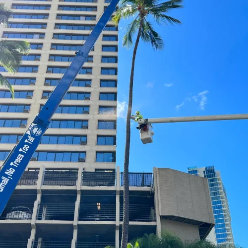 Crane Services With Operator In Hawaii